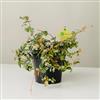Plantì TRACHELOSPERMUM JASMINOIDES (SUNSET). Gelsomino rampicante con fogliame variegato, vaso da 19 cm. Piante vere per esterno con profumati fiori bianchi. 6 mesi di concimazione inclusi.