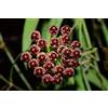 Generic 1 PIANTA DI HOYA WAYETII FIORE DI CERA VASO 12CM Perenni