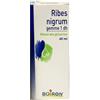 RIBES NIGRUM GEMME 60ML MG
