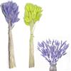 Syiyunran Erba-Coda Lepre Piccola Pampa - OFruit verde e viola 60 pezzi ciascuno, Fiori Secchi Canna Secca, Adatto Matrimonio Casa Festa Ufficio Fotografia Decorazione Vaso