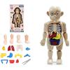 Generico Modellino Corpo Umano per Bambini Modello Anatomico del Corpo Umano Giochi Educativi Bambini Studia Anatomia Umana Modello del Corpo 3D Organi Rimovibili Modello Realistico Display di Anatomia Umana