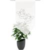 HOME WOHNIDEEN Tenda per finestra SYLIA, farfalla, chiusura triangolare, colore: grigio, dimensioni: 80 x 40 cm, numero: 1 x