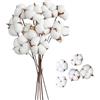 CaiTang 10 Pezzi Steli di Cotone e 5 pcs di Teste di Fiori di Cotone,Fiori di Cotone Secchi Naturali, Bouquet Artificiale di Cotone Naturale di Fiori Secchi, per Decorazioni Vasi e Casa di matrimonio