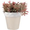 BONGELLI PREZIOSI Vaso Colorato in Marmorino Cipria e Oro 7,5cm Pianta Grassa Vera
