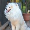 Onmygogo Parrucca da criniera di leone per cani con orecchie, divertente costume per animali domestici, per Halloween e Natale (L, bianco)