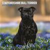 Magnet & Steel Calendario tradizionale 2025 dello Staffordshire Bull Terrier