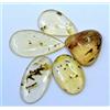 Gemma glitzy Insetto Ambra Giallo Tanzania Naturale 32,5 Ct Inclusione 5 Pezzi Pietra Prez...
