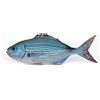 CERAMICHE CALTAGIRONE Pesce in Ceramica - Occhiata mediterranea cm 22