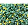 Pastiglie Leone - Caramelle alla Menta Senza Zucchero - 250 grammi