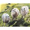 James Coates - Pecore in Campo Stampa Art Poster Wall Art 40,6 x 30,5 cm (A3) tre pecore