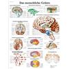 3B Scientific Poster anatomico del cervello umano in tedesco, tavola per medicina, neurologia, infermieristica e formazione sanitaria