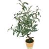 Flair Flower Albero di ulivo artificiale con frutti neri, 57 cm, verde oliva, pianta artificiale mediterranea, albero ornamentale, albero decorativo, piante toscane, pianta in vaso, decorazione meridionale, 57 cm