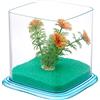 ICA PT072D Bettera Betta Paradise, Blu