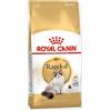 Royal Canin Cibo Secco per Gatti Adulti Ragdoll - 2000 gr