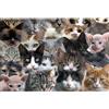 Wesen puzzl 1000 pezzi, puzzl pezzi, puzzl animal, puzzle per animali 1000 pezzi, per adulti e bambini,giocattolo educativo per bambini, gioco di sfida,giocattolo antistress,1000 pezzi puzzle (Cats)