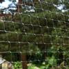 zooplus Exclusive Rete di protezione trasparente per gatti - 3 x 2 m