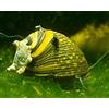 Garnelen Mix di lumache, colorato, per acquario, antialghe