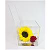 Passionefiori.it Cubo Girasole Stabilizzato 12cm, Girasole eterno, Idea Regalo Donna Compleanno, Fidanzati, Come Una Rosa stabilizzata Vera, Regali Natale, Anniversario Idea Regalo per lei