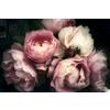 A.S. Création Carta da parati fotografica - Rose - 3,75m x 2,50m - Carta da parati - Peonie in crema, rosa incl. pasta - DD129565