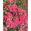 Vivaio di Castelletto Lagerstroemia indica rosa acceso Caroline Beauty pianta in vaso 7x7 cm Vivaio di Castelletto