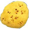 Farmacare Srl Spugna Naturale Fori L 11/12Cm 8
