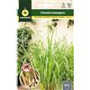 M MASCARELL SEMILLAS DESDE 1920 Mascarell Semillas, CITRONELLA (LEMONGRASS), Semi di Erbe da Piantare, per Creare il Proprio Giardino Domestico, 0,1 Grammi