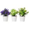 King Collection PIANTINE ARTIFICIALI SET 3 PZ IN SCATOLA TRASPARENTE DI ACETATO