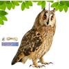 Xujuika Dissuasori Per Uccelli Gufo, Gufo Scaccia Anti Piccioni, Dispositivi Repellenti Per Uccelli, Spaventapasseri Per Giardino Owl, Dispositivo Scaccia Uccelli - Spaventare Gli Uccelli