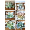 BaiJ Succulente Artificiali Piante,6 PCS Mini Uncotted Echeveria Picks Faux Succulente Steli Verdi non Macchiato Scelte per Casa Office e Arredamento Esterno