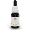 Green Remedies Australian Bush Flower Essences MONGA WARATAH Gocce 15 ml