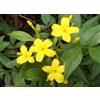 Generico Gelsomino Giallo, Jasminum nudiflorum H150cm, pianta Gelsomino di San Giuseppe