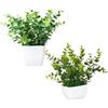 King Collection PIANTINE ARTIFICIALI SET 2 PZ IN SCATOLA TRASPARENTE DI ACETATO
