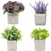 King Collection PIANTINE ARTIFICIALI SET 4 PZ IN SCATOLA TRASPARENTE DI ACETATO