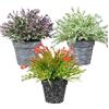 King Collection PIANTINE ARTIFICIALI SET 3 PZ IN SCATOLA TRASPARENTE DI ACETATO