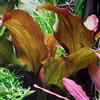 plantsfactory Echinodorus reni x1 - Piante Vive per Acquario