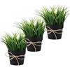 King Collection PIANTINE ARTIFICIALI SET 3 PZ IN SCATOLA TRASPARENTE DI ACETATO