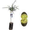 SUN TOUCH Pianta di Finger Lime/Caviale di limone - Frutto Verde - Citrus Australasica - H100cm inclusa Fitocella