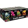 NICE & NASTY S.R.L. Nice Exotic Plants Mattoncini Fiori Pianta Esotica