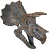 Nemesis Now - Placca da Parete con Testa di triceratopo, 23 cm, Colore Marrone, Taglia Unica