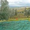4F GROUP Rete per olive 4F GROUP Rete olive Antispina 10x12 L 12 x H 10 m