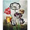 Generico Tulipani (dal Tempio di Flora) - Stampa su tela giclée (XL)