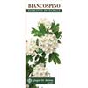 Giorgini Dr. Giorgini Biancospino Estratto Integrale 200ml