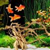 Frfik Piante per Acquario | Acquario per acquari | Radice 'Albero di Legno del Serbatoio delle Tartarughe | Decorazione in Legno di Rettile Solido | Decorazione per terrario | per acquari per