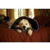 CANDIOLI IST.PROFIL.E FARM.SpA COMFY CONE Coll.XL 30cm