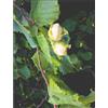 HERBOPLANET Srl MSA CORYLUS AVELLANA 50ML