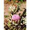 HERBOPLANET Srl TSA CYNARA SCOLYMUS 50ML