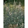 HERBOPLANET Srl TSA ARTEMISIA VULGARIS 50ML