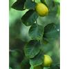 HERBOPLANET Srl MSA CITRUS LIMONUM 50ML