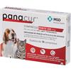 MSD ANIMAL HEALTH Srl PANACUR FORTE 10CPR 500MG