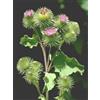 HERBOPLANET Srl TSA ARCTIUM LAPPA 50ML